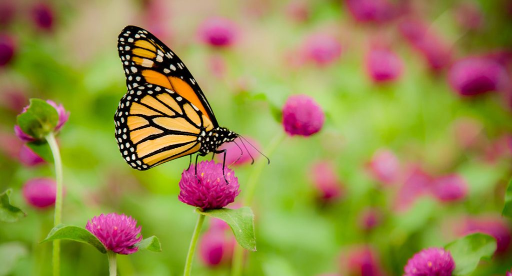 Butterfly Flower Images. This photo contains a beautiful butterfly with wings sitting on flowers.